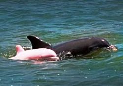 Pembe renkli yunus-FOTO