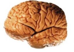 İşte beynin hata yapma nedeni