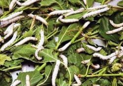 İpek böceklerinin istihdam görüntüleri