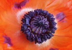 Allah diyen bitkinin hikayesi