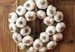 Gribe sarımsak, kansere zencefil