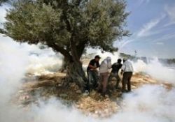 İsrail, zeytin dalını da yıkıyor