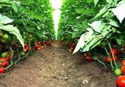 Sebze ve meyvelere kimlik geliyor