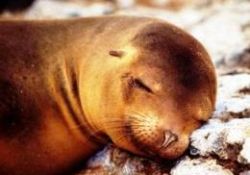 Fok balıklarının soğuk dünyası-FOTO