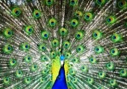 Hayvanlar aleminin en süslüsü-FOTO