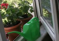 Balkonda bahçe kurmanın zamanı geldi