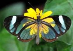 Yaratılış harikası şeffaf canlılar-FOTO