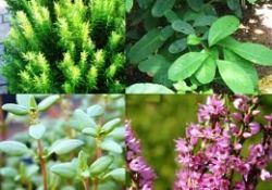 Şifalı otların kendi dilinden hikayeleri