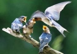 Yavruları için emirber nefer gibi gezen kuşlar-FOTO