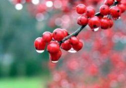 Kızılcık kansere yakalanma riskini azaltiyor