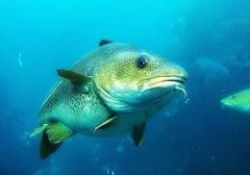 Prostat düşmanı gıda