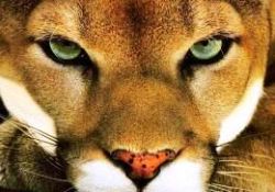 Kedigillerin dünyası-FOTO