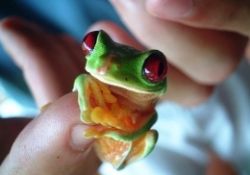 Hayvanların minyatür halleri