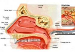 İhmal edilen geniz etine dikkat