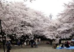 Güzelliğin geçici olduğunu hatırlatan Sakuralar