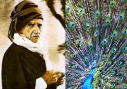 Said Nursi'nin tavus kuşu tefekkürü