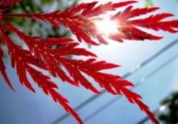 Nakışlı yapraklar