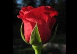 Ulûhiyet neden risâletsiz olamaz?