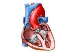 Kalpteki yenilenme mucizesi