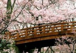 Baharı müjdeleyen meyve çiçekleri-FOTO