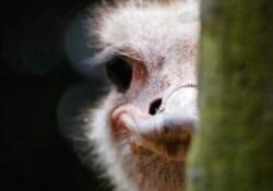 Hayvanlar aleminden ilginç kareler-FOTO