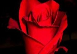 O'nun (asm) avucunda küçük taşların zikir ve tesbih etmesi