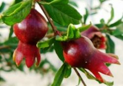 B3 vitamini kolesterolü düşürmenin en iyi yolu