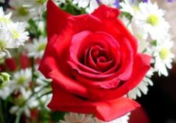 Hz. Muhammed'in (asm) iletişim stratejisi