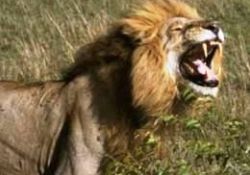 En tehlikeli 10 hayvan-FOTO