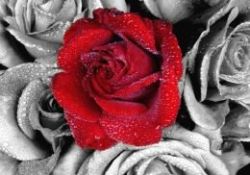 Peygamberimizin karşılaştırmalı yönetim tarzı