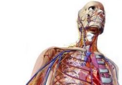 İnsan vücudu hakkında 16 olağanüstü gerçek