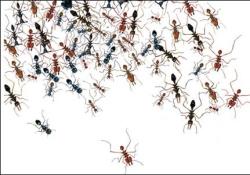 Karıncalarda emlâkçı sistemi var