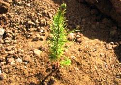 Adadaki ağaçlara yüzerek su taşıyor