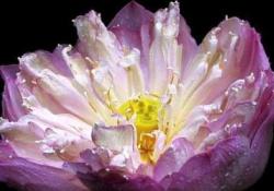 Nadir bulunan çiçekler-FOTO