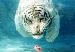 Ürkütücü güzellik-FOTO