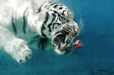 Dünyadaki kaplan nüfusu azalıyor