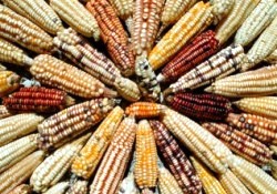 Genleri değiştirilmiş ürünler deneniyor