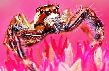 Nakış nakış işlenmiş böcekler