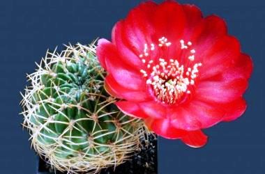 Çiçek açan kaktüsler