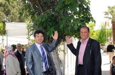 Aynı gövdede iki ağaç