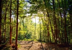 Meyve bahçesi bilinçli kurulmalı