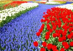 Dünya parfümleri, Isparta gülünü kullanıyor