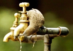 Hayvanlara vakıf şefkati