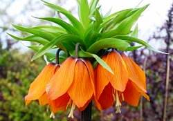 Ters laleler görenleri büyülüyor