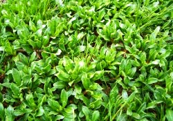 Madımak tam bir şifa kaynağı