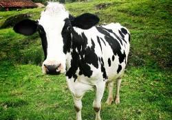 Besici, kesimhane kuyruğunda