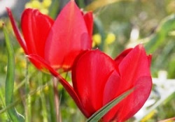 Osmanlı simgesi lale kayıp