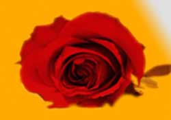 Isparta kahramanlarına arkadaş olmak