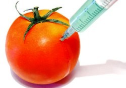 GDO'lu gıdaları anneler neden kullanmamalı