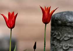 Sizlere müjde! Mevt idam değil